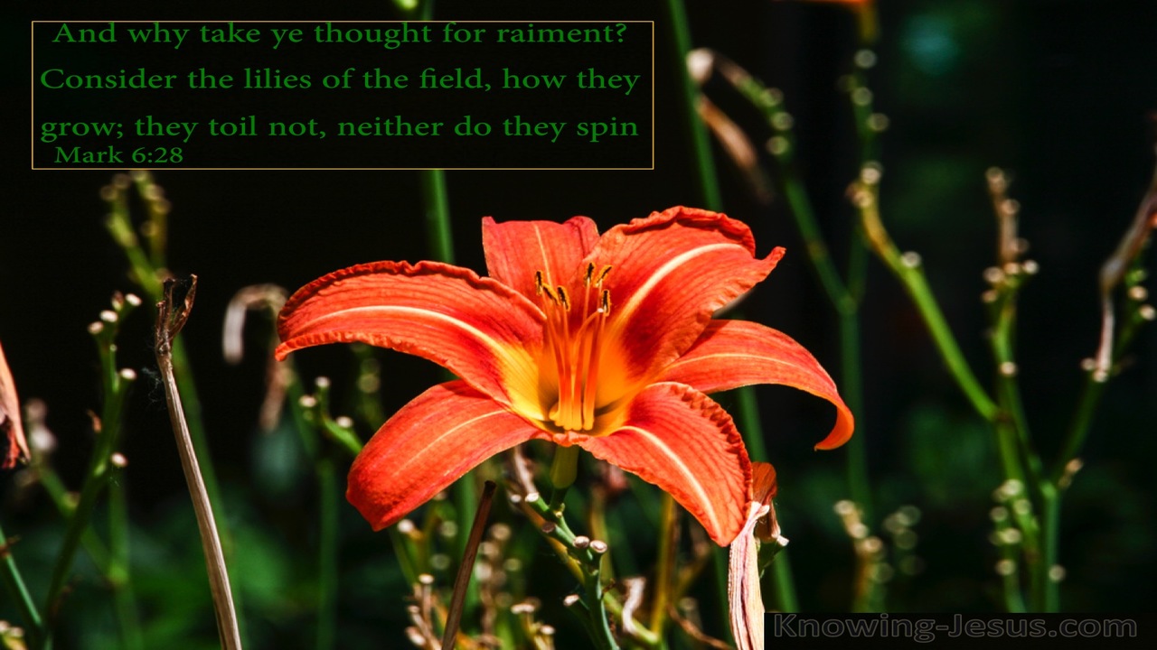 Mark 6:28 Consider The Lilies Of The Field (green)